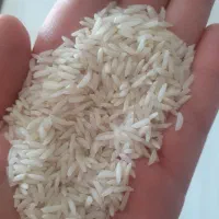 برنج هاشمی محلی فروش فوری
