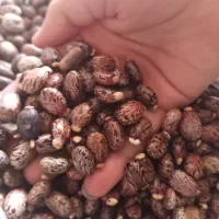 بزر تخم  خارجی کرچک برای کاشت یا روغن گیری