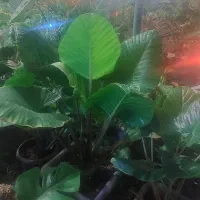 ساخت ونصب گلخانه|خدمات باغبانی و درختکاری|پیشوا, |دیوار