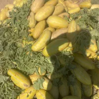خربزه دامی و سالم قاطی