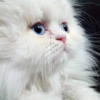 بچه گربه های پرشین سفید|گربه|اهواز, رسالت|دیوار