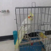 عروس هلندی