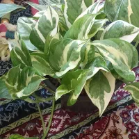 حراج پتوس ارتشی