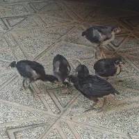 جوجه لاری اصیل|حیوانات مزرعه|هشتگرد, هشتگرد قدیم|دیوار