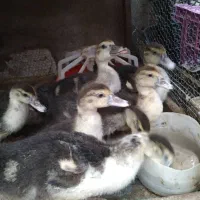 جوجه اردک روسی