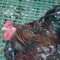 خروس ویاندوت تالبوت یکساله|حیوانات مزرعه|تهران, سازمان آب|دیوار