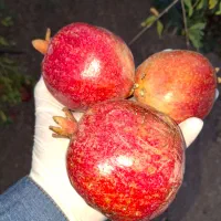 رب انار و انواع ترشی