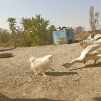 پامر نر سفید