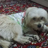 فروش سگ فوری|سگ|علیآباد کتول, |دیوار