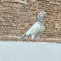 سار کفتر کبوتر نر جفتگاه