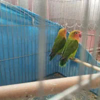 طوطی برزیلی