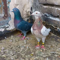 کبوتر