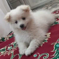 پامرین