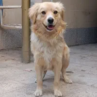 پاپی نر|سگ|تربت جام, خیرآباد|دیوار