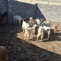 بزغاله کشتاری|حیوانات مزرعه|مینودشت, |دیوار