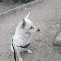 سگ گمشده|حیوانات|آبادان, |دیوار