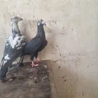 کفتر کبوتر نرو ماده|پرنده|اهواز, آریاشهر|دیوار