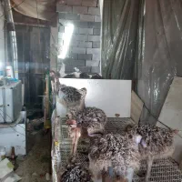 جوجه شترمرغ گردن ابی