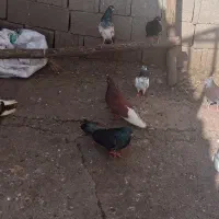 ۹ عدد کبوتر به فروش می رسد