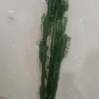 فروش گل بسیار زیبا