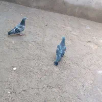 یک‌جفت‌کبوتر‌پلاکی‌|پرنده|بناب, |دیوار