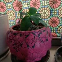 مرجان گلدرشت