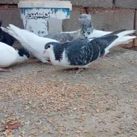 8عدد کبوتر سرحال|پرنده|شامکان, |دیوار