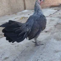 مرغ.  خروس.  طوطی|حیوانات مزرعه|محمدشهر, محمدشهر|دیوار