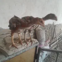 جوجه لاری
