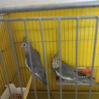 فروش عروس هلندی