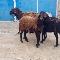 ۴عدد گوسفند سالم و جوان برای قربانی