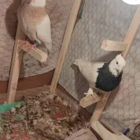 یک جفت طوقی نرزردکارتونی ماده سیاه