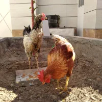 ۲عددخروس محلی