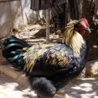 خروس|حیوانات مزرعه|بیرجند, |دیوار