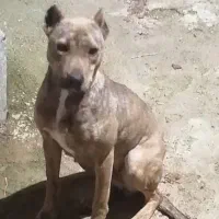 گمشده|سگ|سنندج, |دیوار