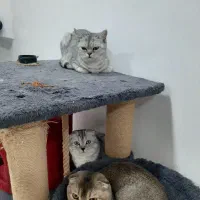 گربه اسکاتیش و بریتیش