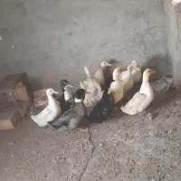 اردک جوان تخمگذار