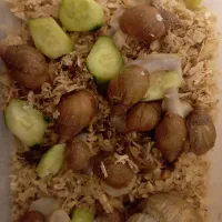 تعدادی حلزون