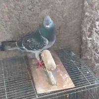 نر چهی شامی کاکلی|پرنده|دزفول, |دیوار