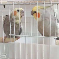 عروس هلندی باجوجه