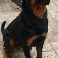 سگ رودفایلر|سگ|رودهن, |دیوار