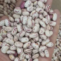 لوبیا چیتی درجه یک قیمت مناسب عمده