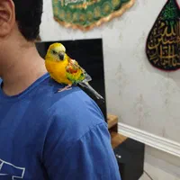 طوطی بسیار زیبا + وسایل مورد نیاز قیمت تخفیف داره|پرنده|تهران, امیرآباد|دیوار