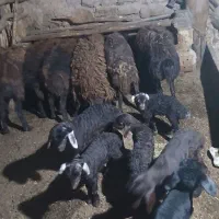 فروش گوسفند بره دار جوان