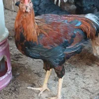 خروس لاری|حیوانات مزرعه|اسفراین, |دیوار