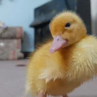 واگذاری جوجه اردک بومی