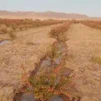 زمین کشاورزی باآب ودرخت زرشک در دشت شیرکاب قهستان|فروش دفتر صنعتی، کشاورزی، تجاری|بیرجند, |دیوار