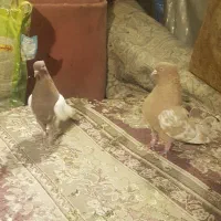 کبوتر جفتی نر وماده|پرنده|شیراز, حومه شیراز|دیوار