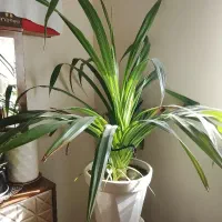 گل خارجی پاندانوس