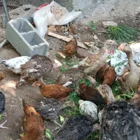 جوجه  نیمچه